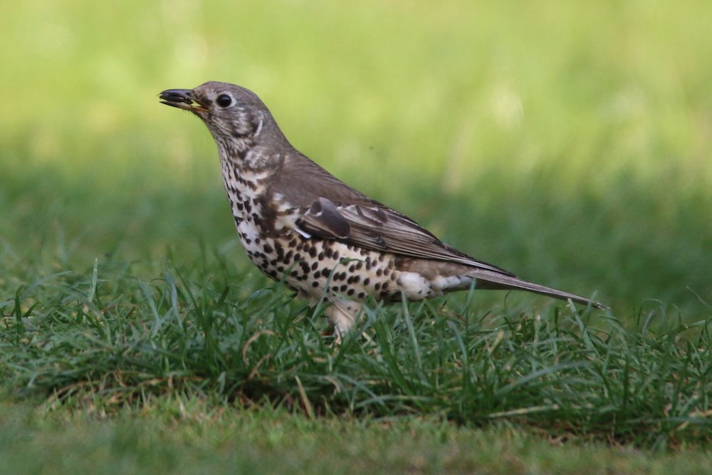 mistle thrush