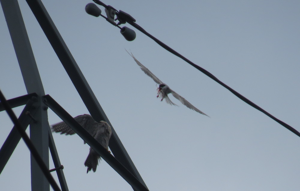 peregrine mobbed by tern