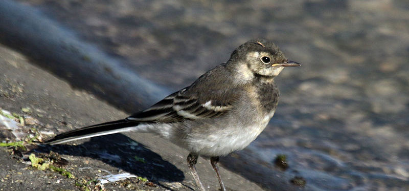 pied wagtail