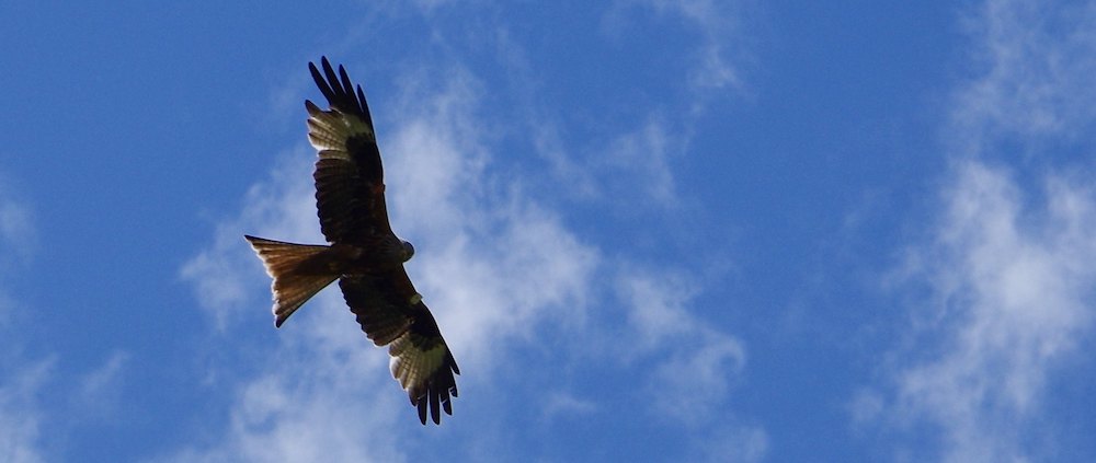 red kite