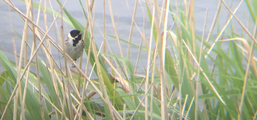 reed-bunting