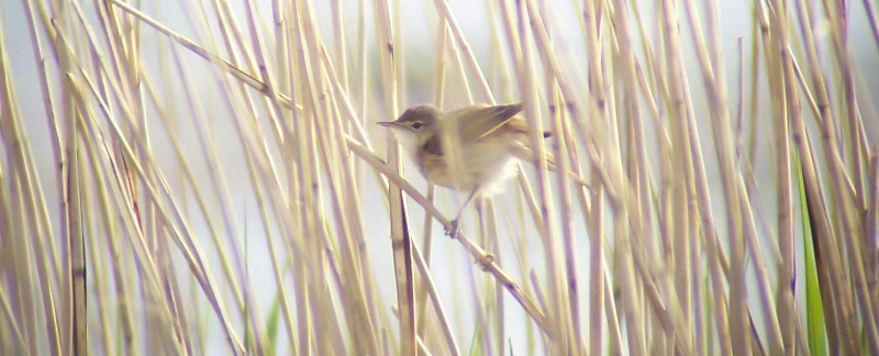 reed warbler