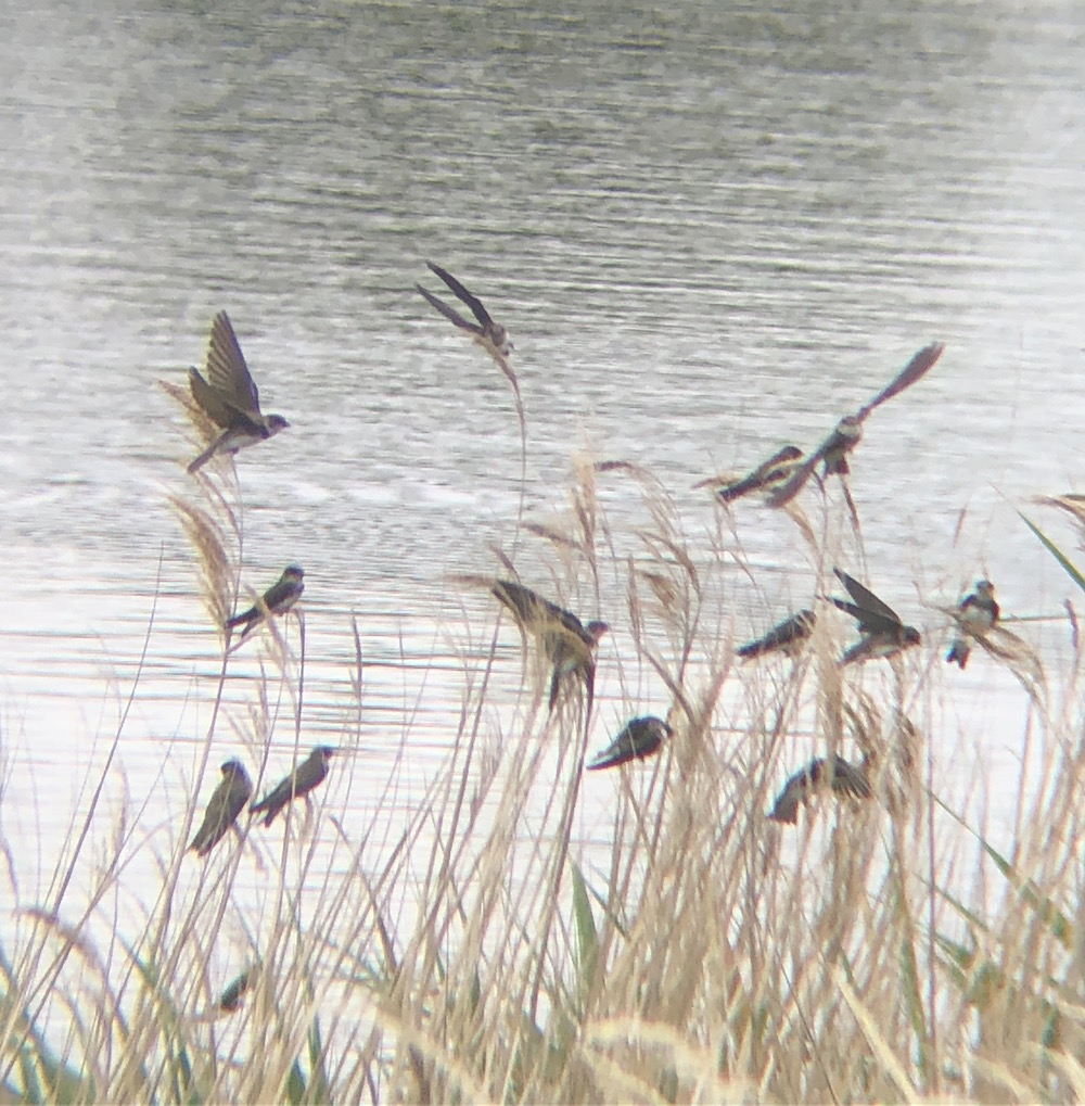 sand martin roost