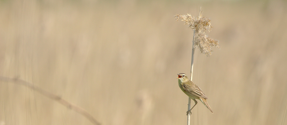 sedge warbler