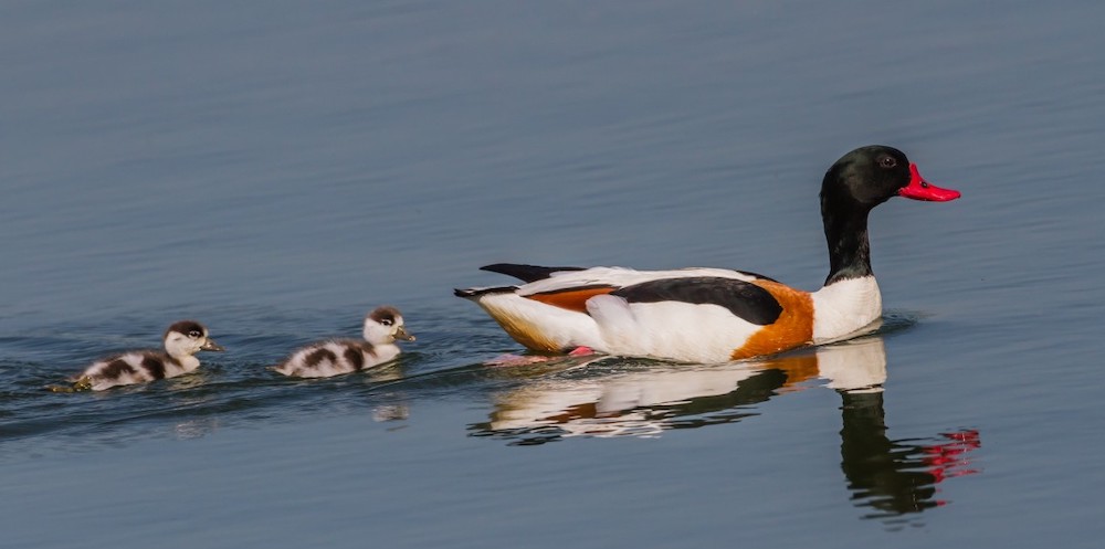 shelduck