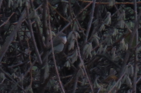 siberian-chiffchaff