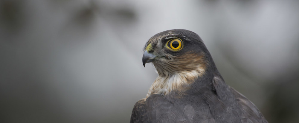 sparrowhawk