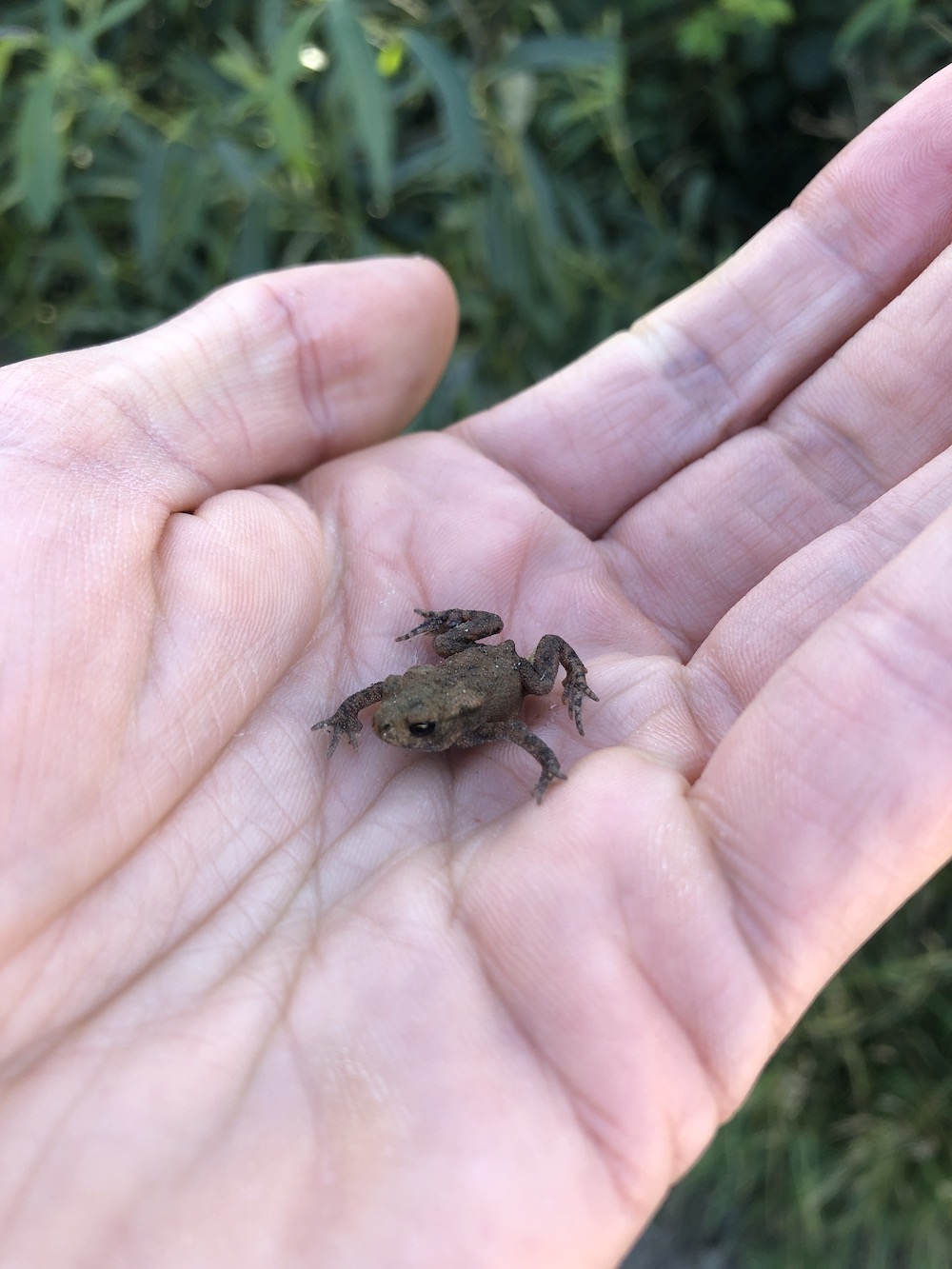 toadlet