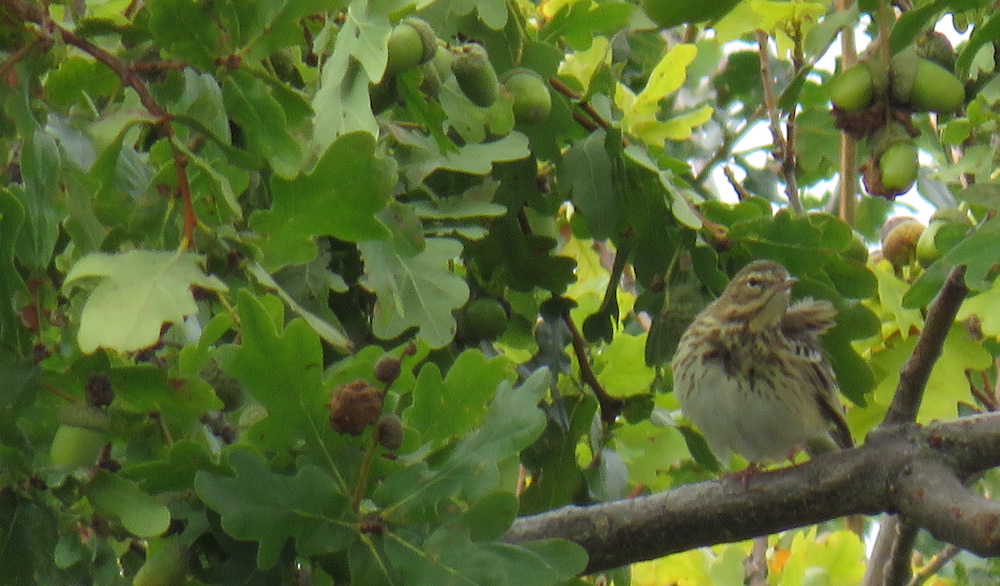 tree pipit