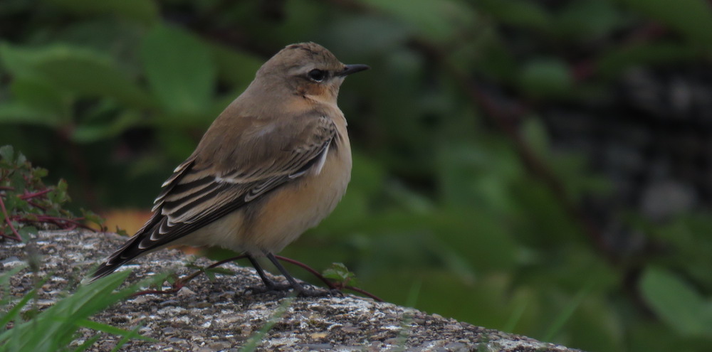 wheatear