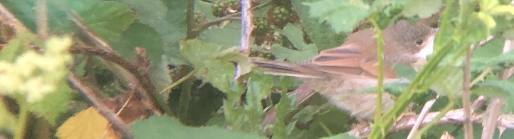 whitethroat