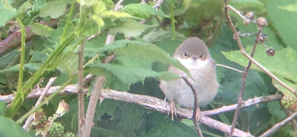 whitethroat