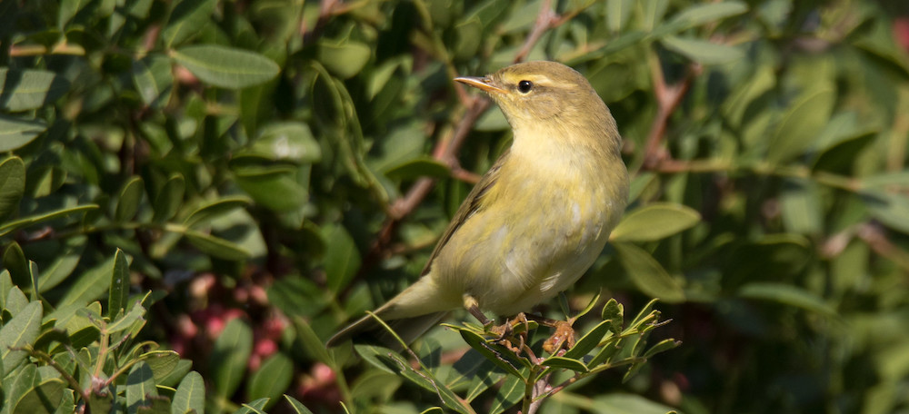 willow warbler