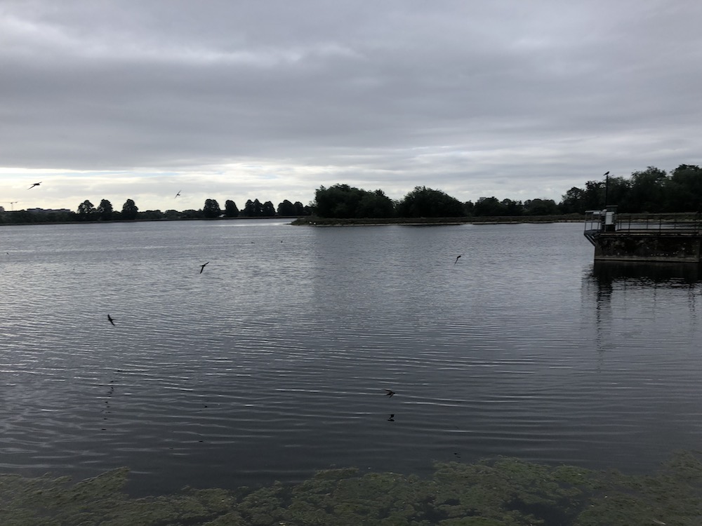 swifts over a lake