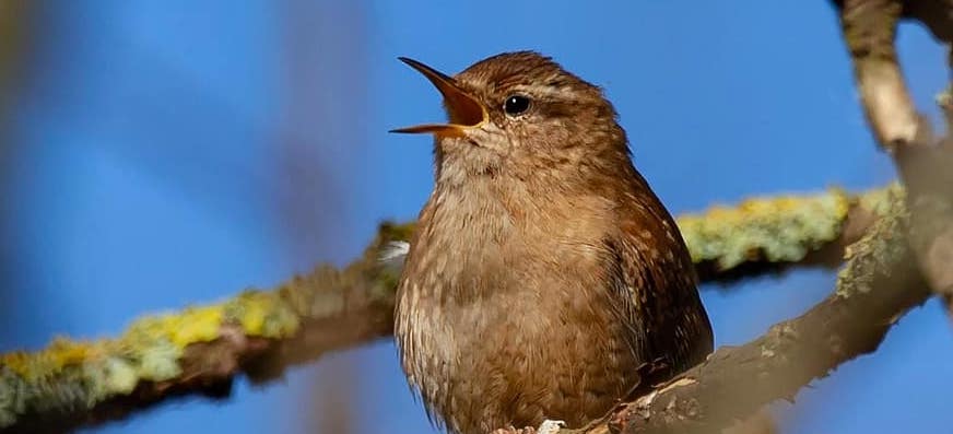 wren